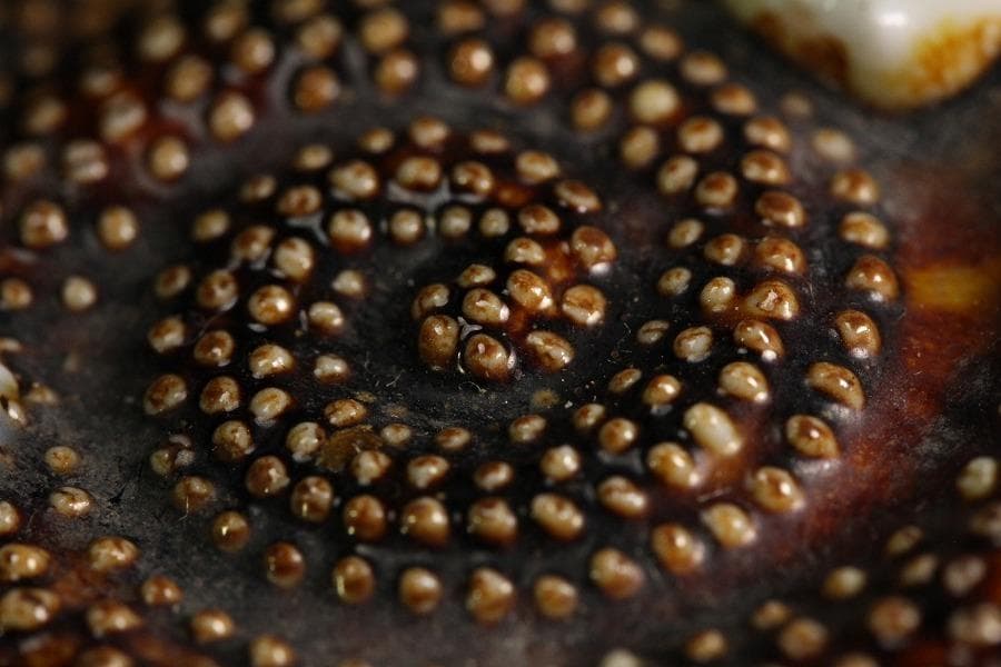 古平戸 名品 栄螺 蓋物 五件 京都料亭 蔵出