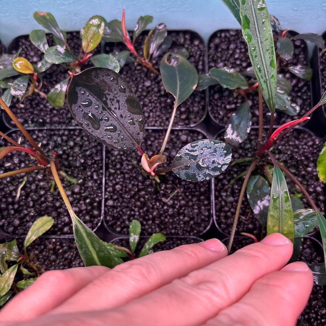 ブセファランドラ Dark Afrika，dark paris 3株 ブセファランドラ Dark Afika 【公式通販】