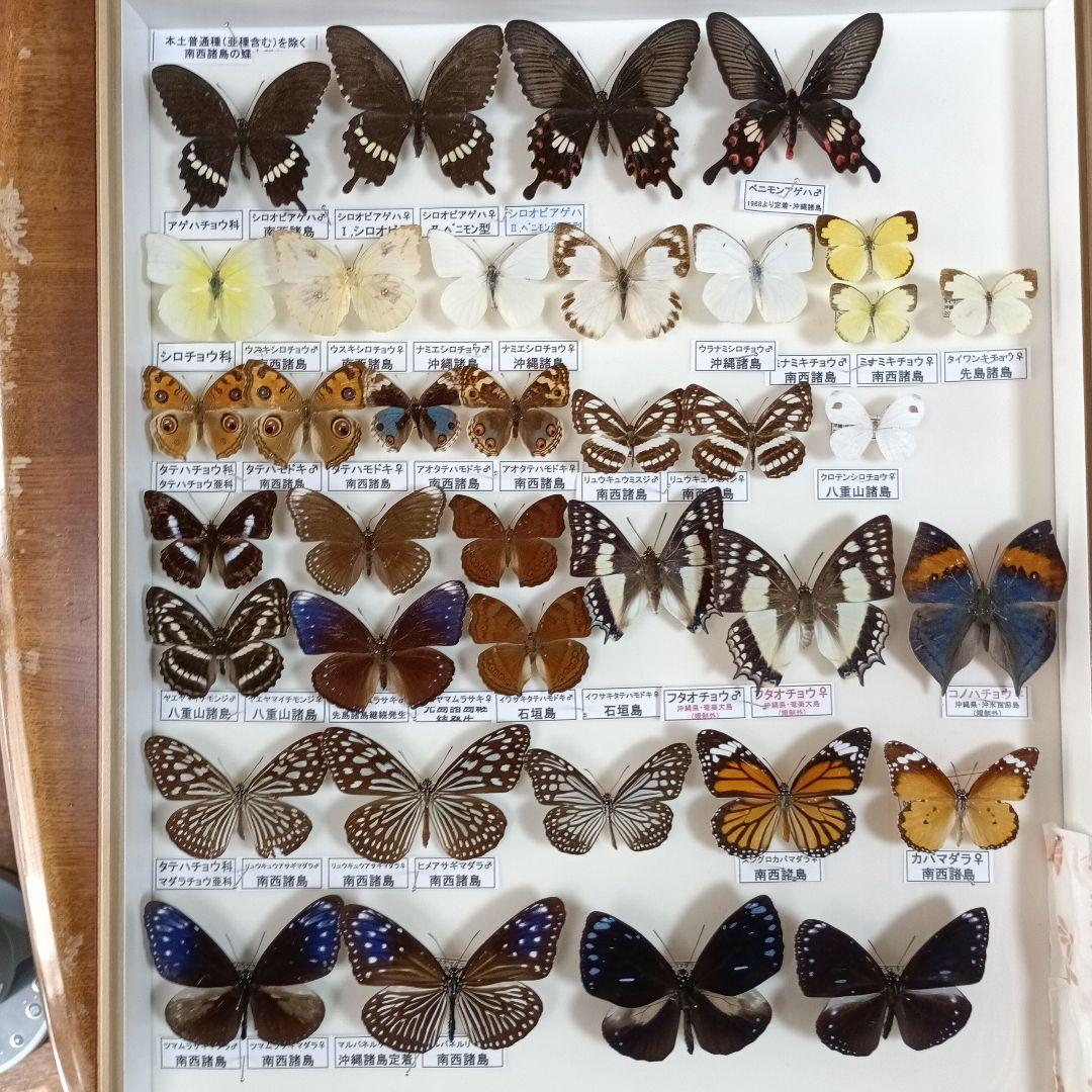 キアゲハ（1メス・ベトナム）の通販はau PAY マーケット - 輸入雑貨の