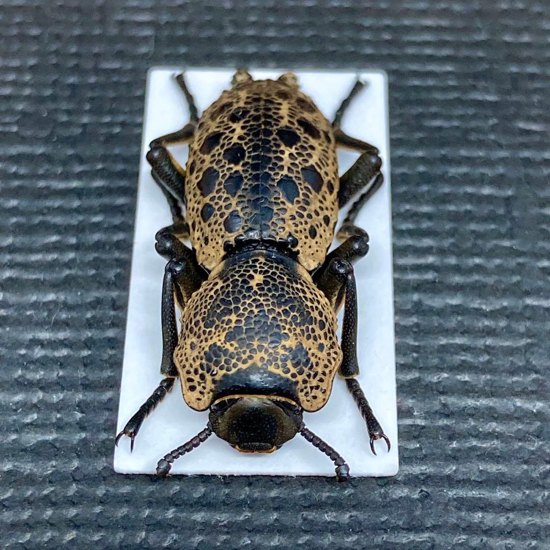 黒い宝石を散りばめたような大型のゴミダマ【標本】 驚異の標本箱 -昆虫-