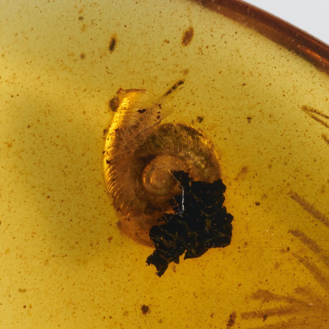 レア極上品 PA0009虫入り琥珀化石 ミャンマーカムティかタナイ9900万年