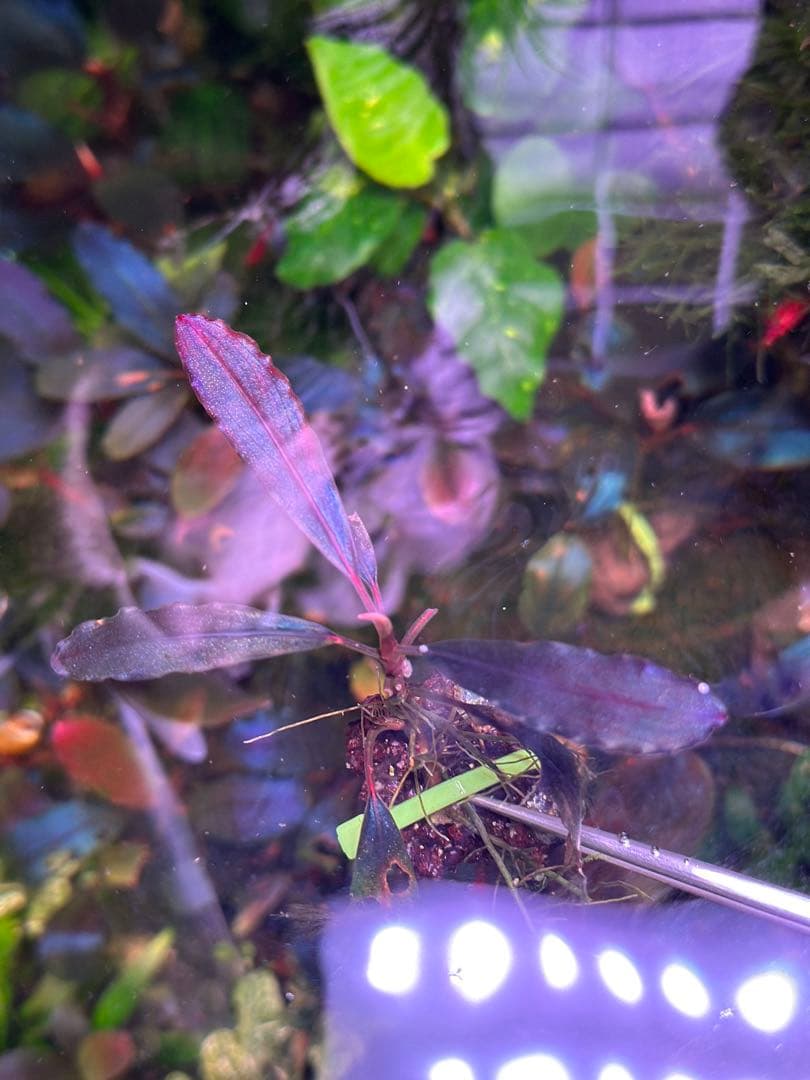 ブセファランド ラ sp.ブラウニーゴーストカリマンタン - メルカリ