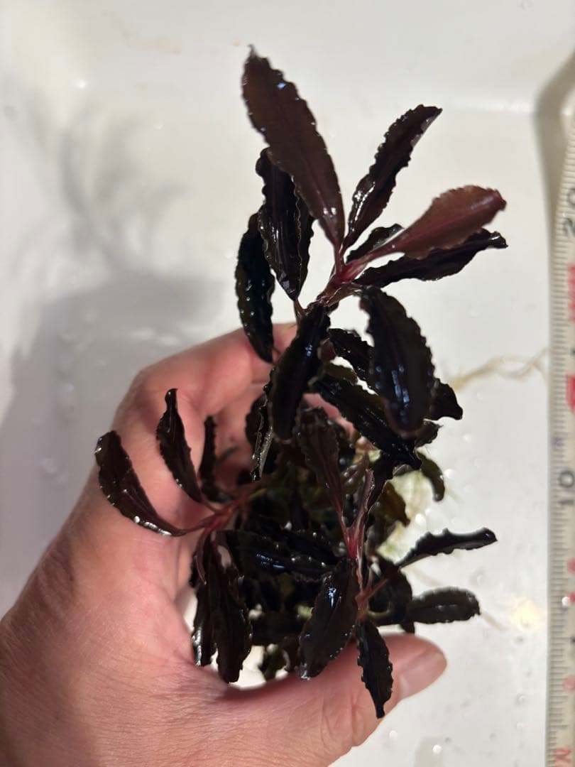 まっちゃん様 クダガン②③⑧⑨