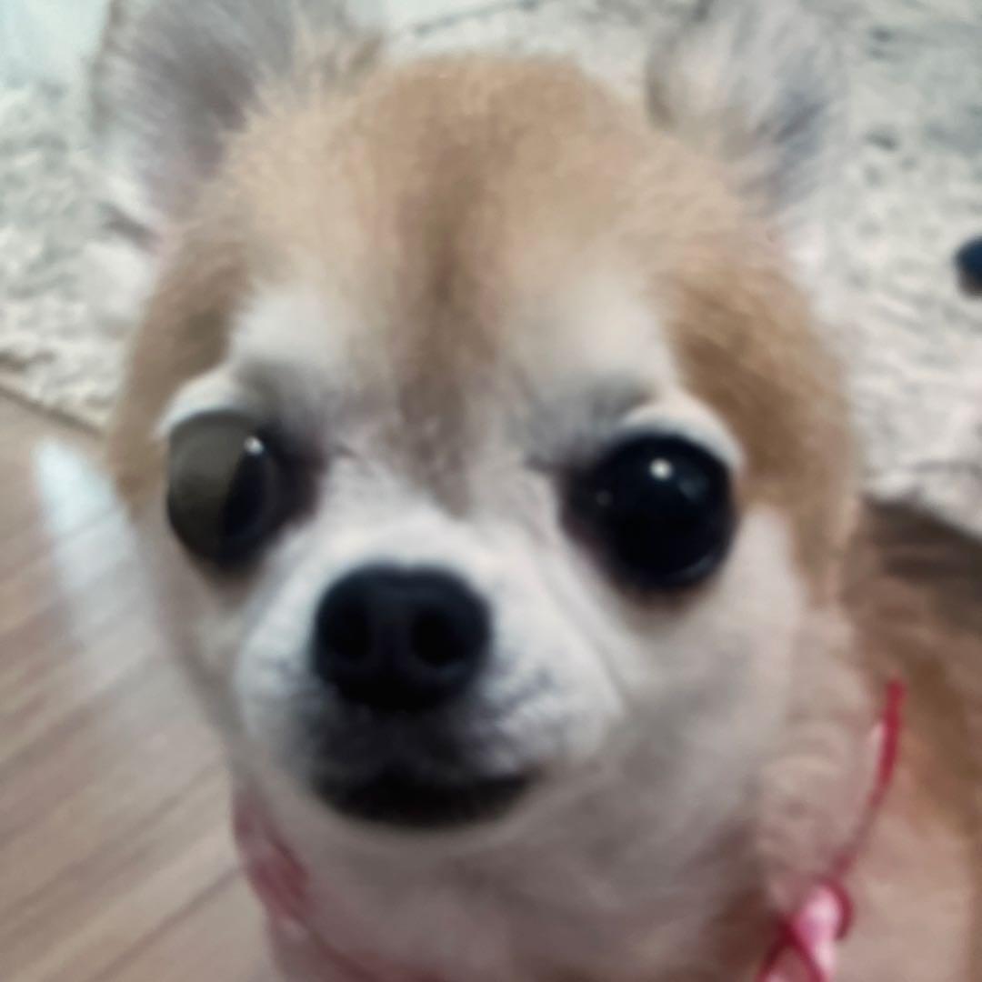 小型犬用手編み服　H&T ○編み針セット オパール毛糸で編む小型犬用ドッグウェア 手編みキット