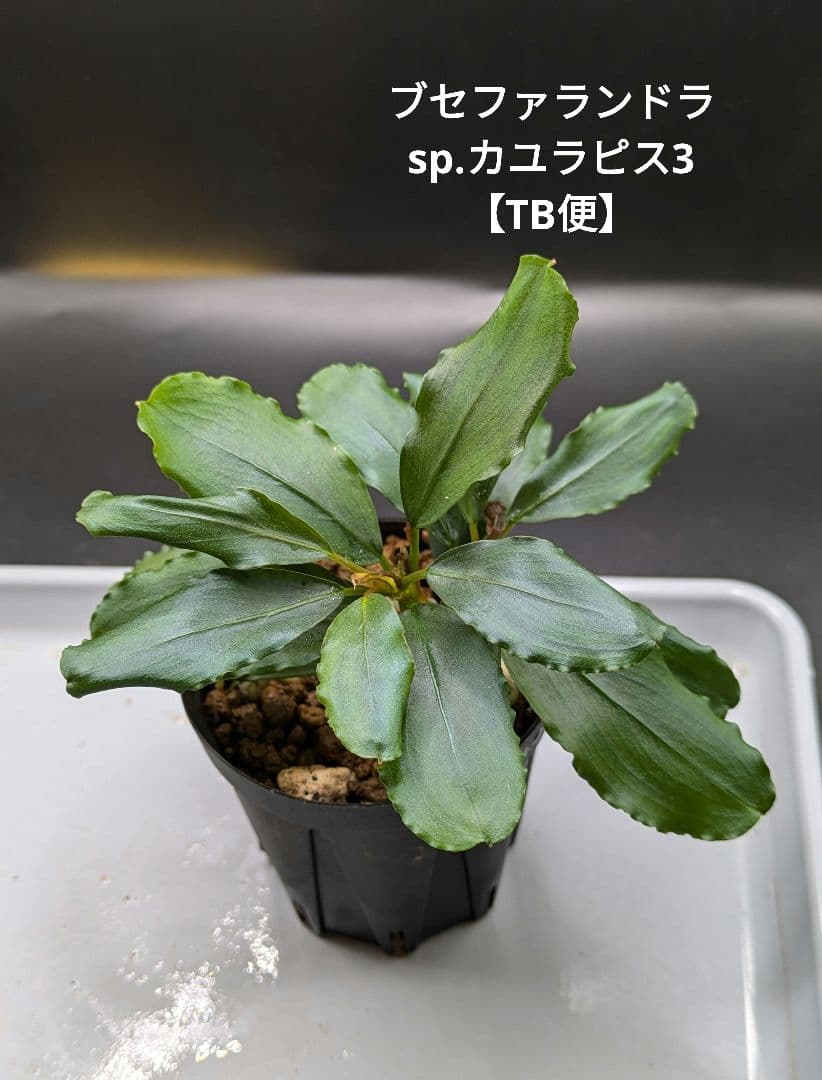 エキノドルス 赤ウルグ羊 AZ0112-9