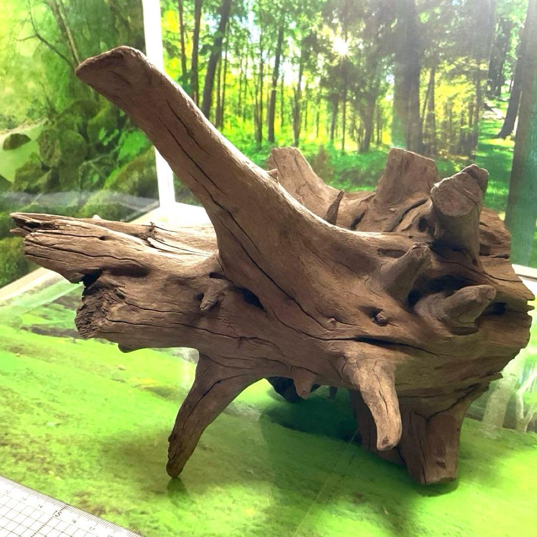 龍スケールです。イケメン朽ち木状ホーンウッド、他2点
