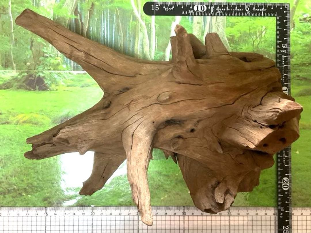 龍スケールです。イケメン朽ち木状ホーンウッド、他2点