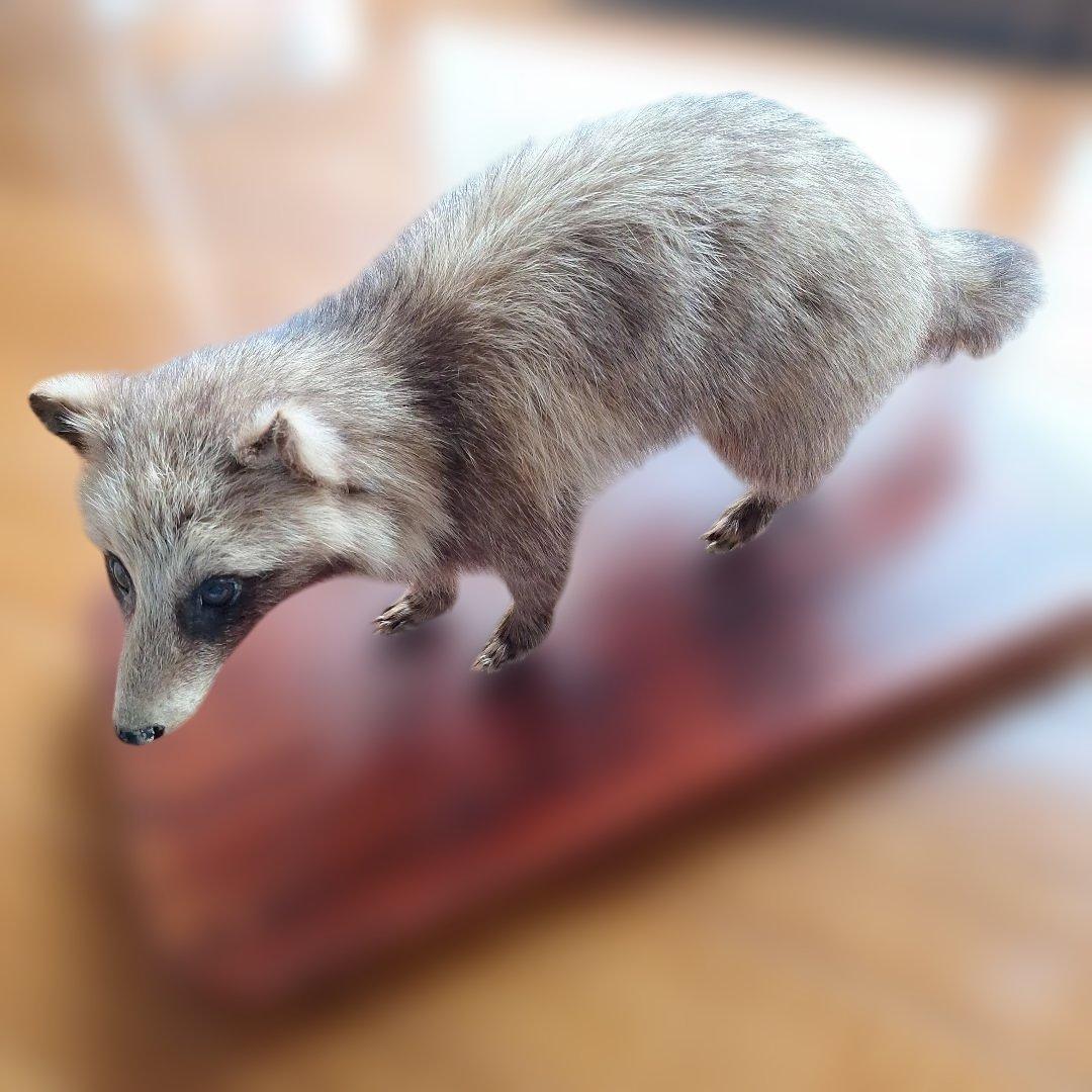 釣り師狸（タヌキ）置物/ たぬきの剥製 釣り師狸（タヌキ）置物