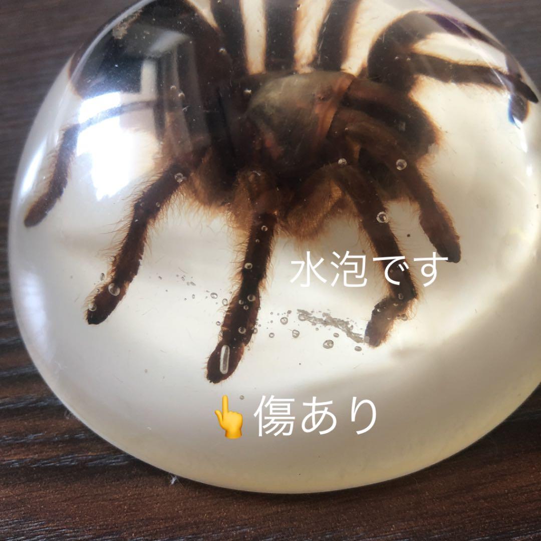 蜘蛛 蠍 タランチュラ スコーピオン 置物 剥製 標本 - メルカリ