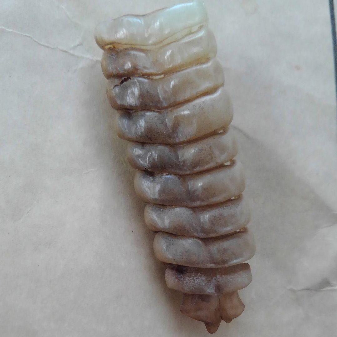 ガラガラ蛇の尻尾 ピン