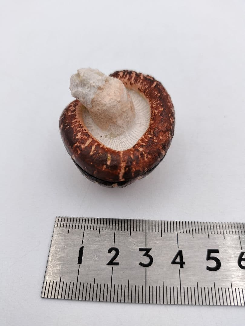 b119 【新品・未使用】香合 乾漆 椎茸 畦地粒俵 木箱 茶道具 多喜翁 風炉