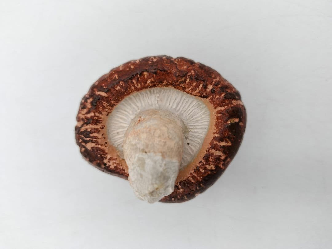 b119 【新品・未使用】香合 乾漆 椎茸 畦地粒俵 木箱 茶道具 多喜翁 風炉