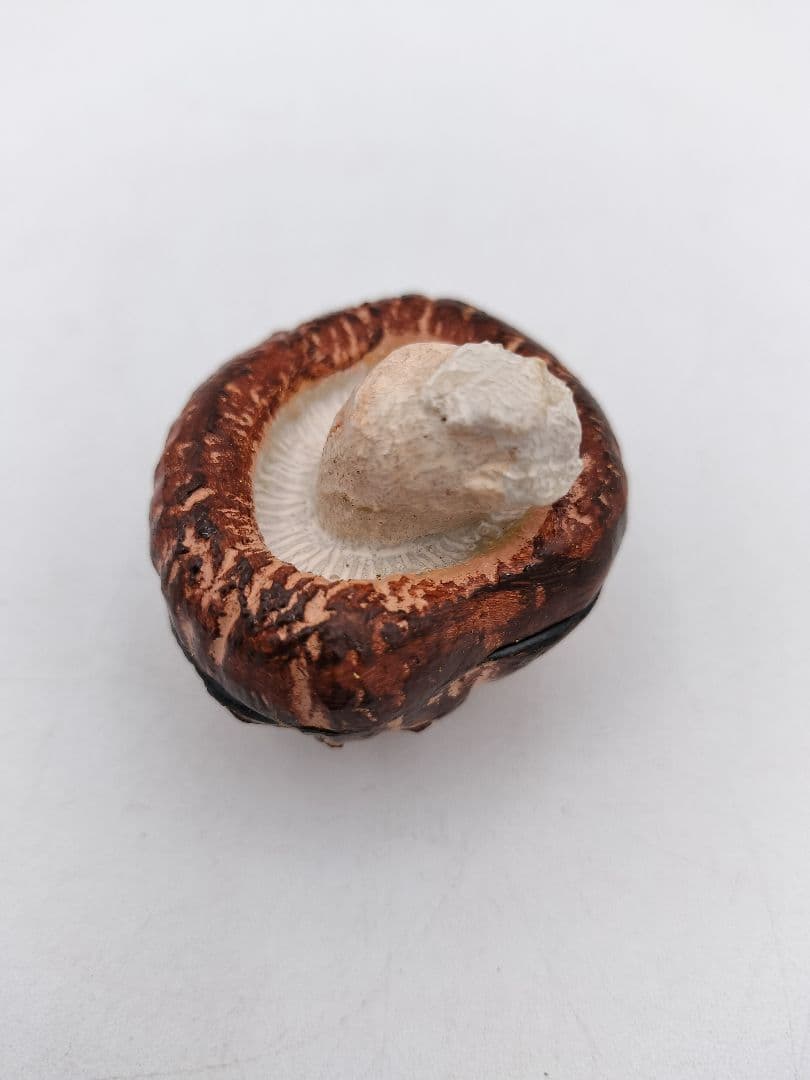 b119 【新品・未使用】香合 乾漆 椎茸 畦地粒俵 木箱 茶道具 多喜翁 風炉