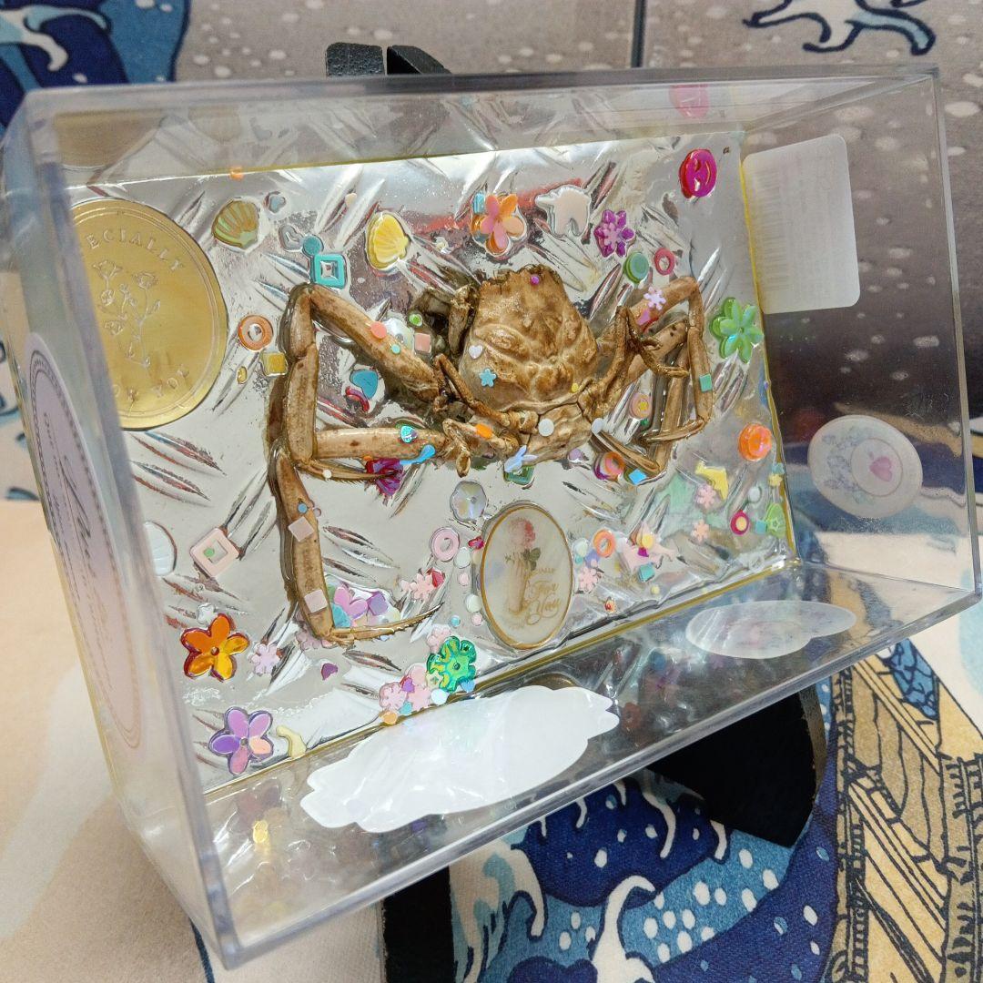 人面蟹稀少源平合戦古戦場平家武者怨霊立体リアルヘイケガニ科平家蟹