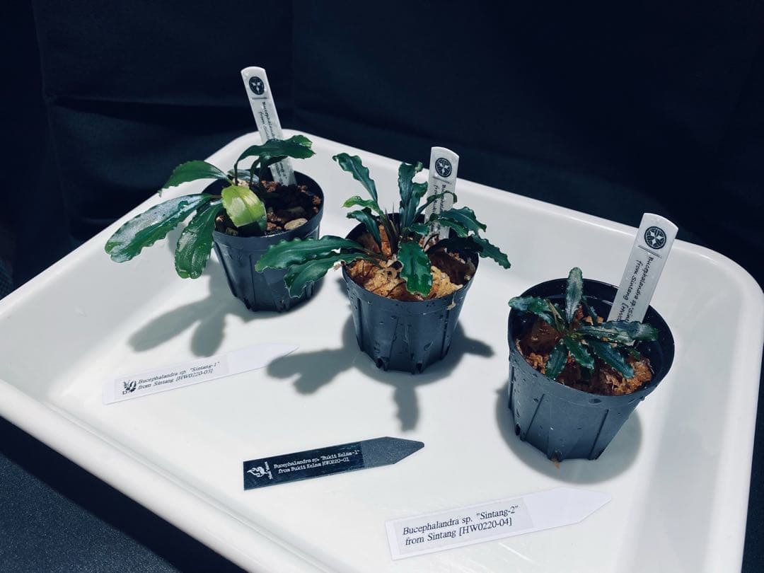 HW便】ブセファランドラセット① - メルカリ