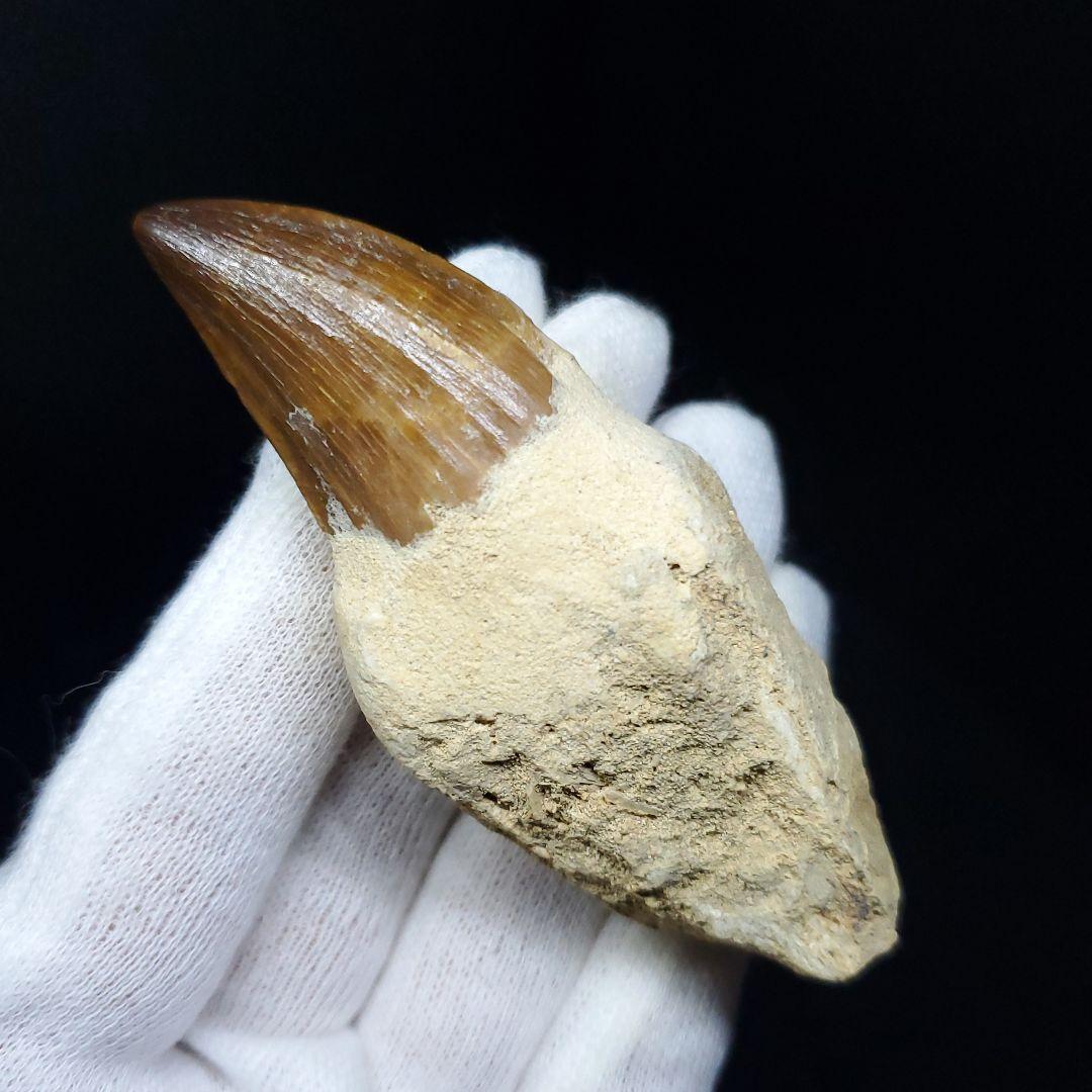 極上 歯根付き モササウルス 化石 歯 本物 78.25mm mos21
