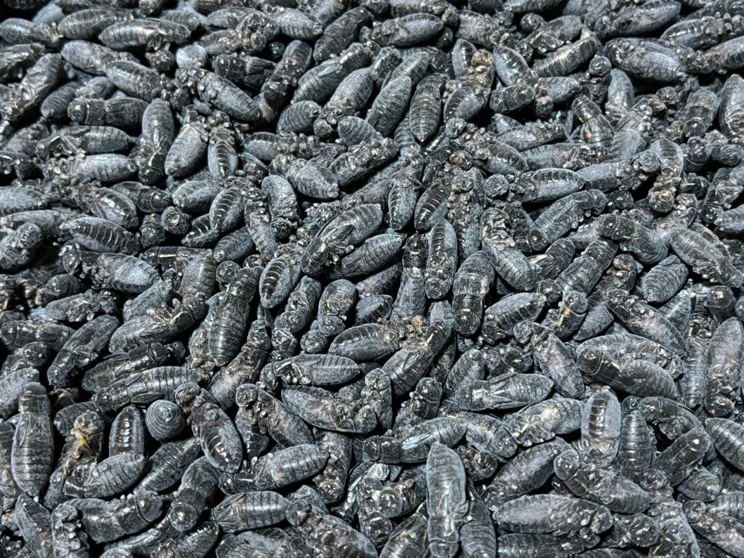 冷凍イエコML約3000匹1kg冷凍コオロギ 冷凍・送料込）イエコオロギM