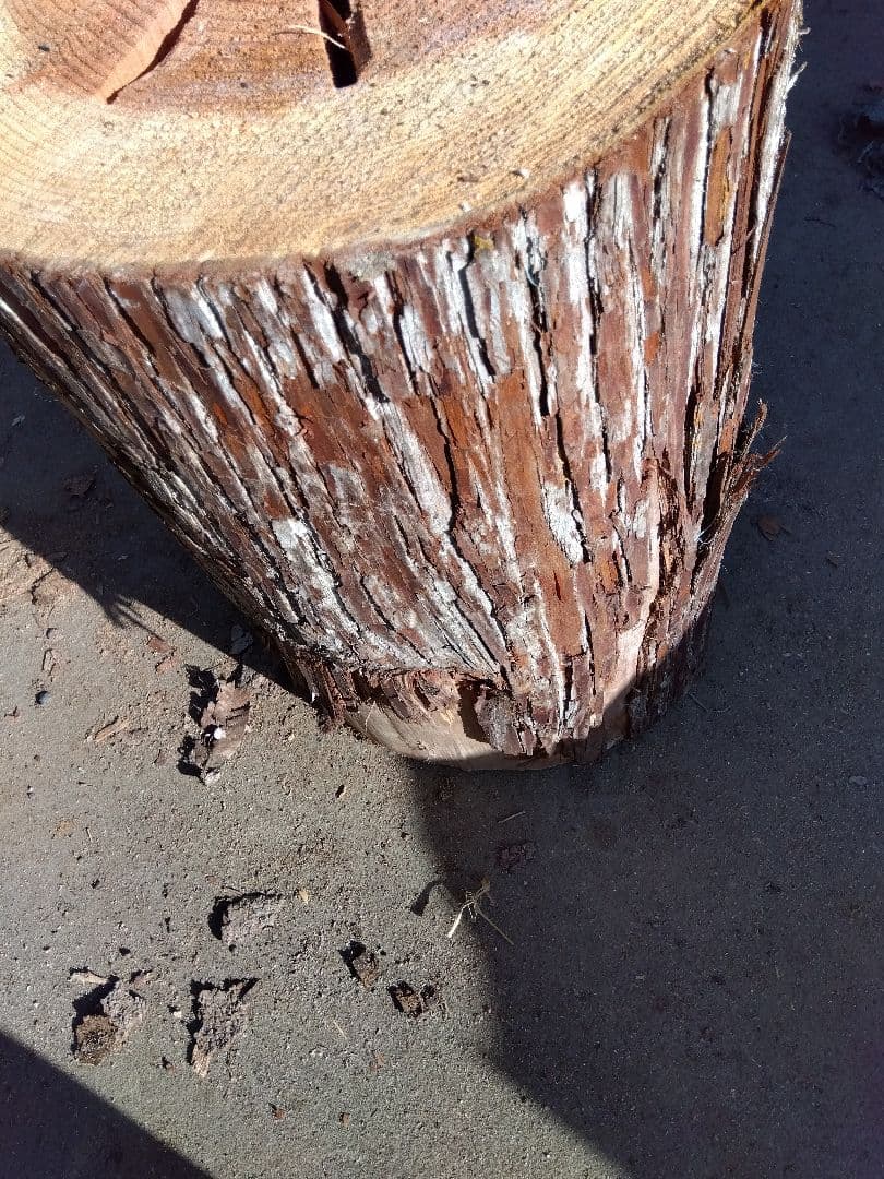 みつばち、昆虫飼育用 中空洞木材 杉材 樹洞 くり抜き 丸洞 丸太