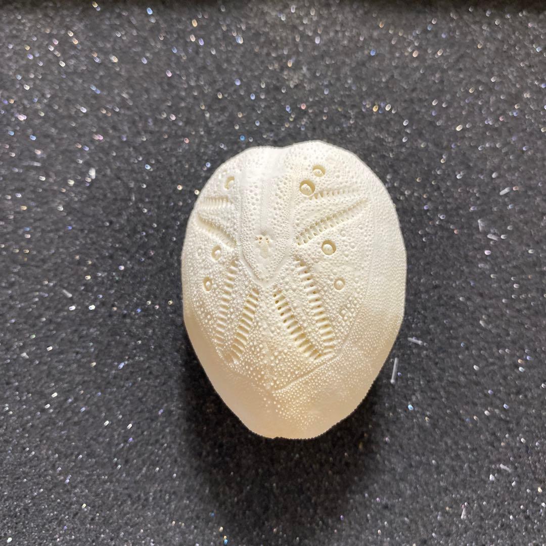 ブンブク♡外国産♡ウニ殻♡標本
