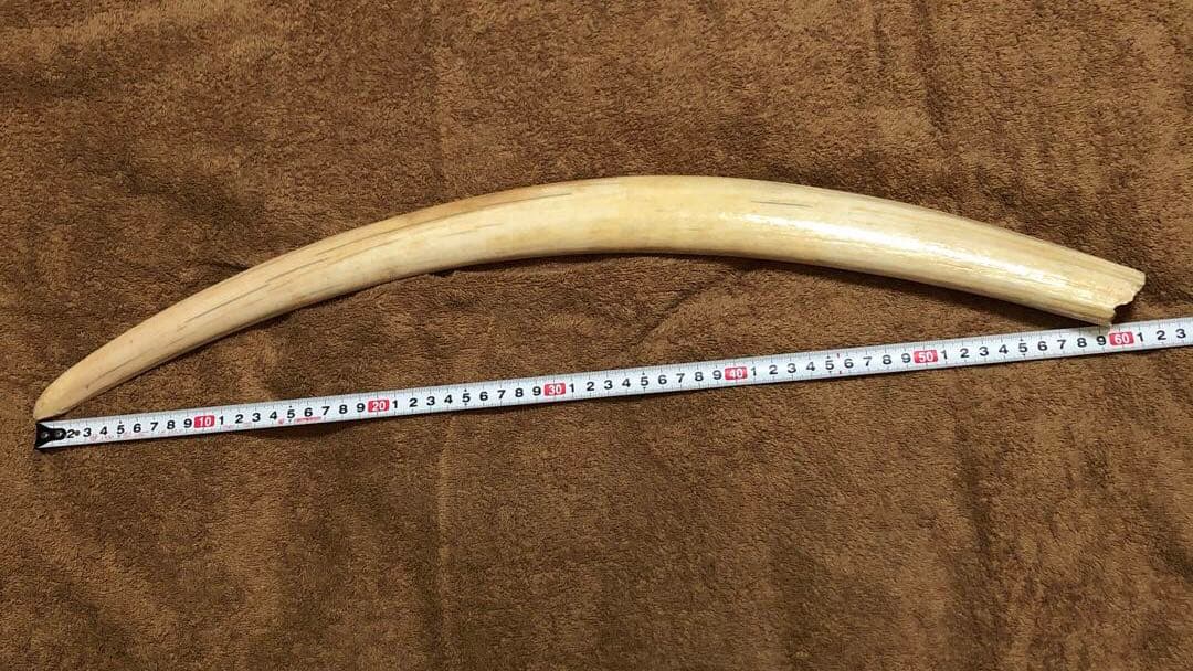 K*A様 セイウチ牙(マッコウ歯より希少)約1,100g