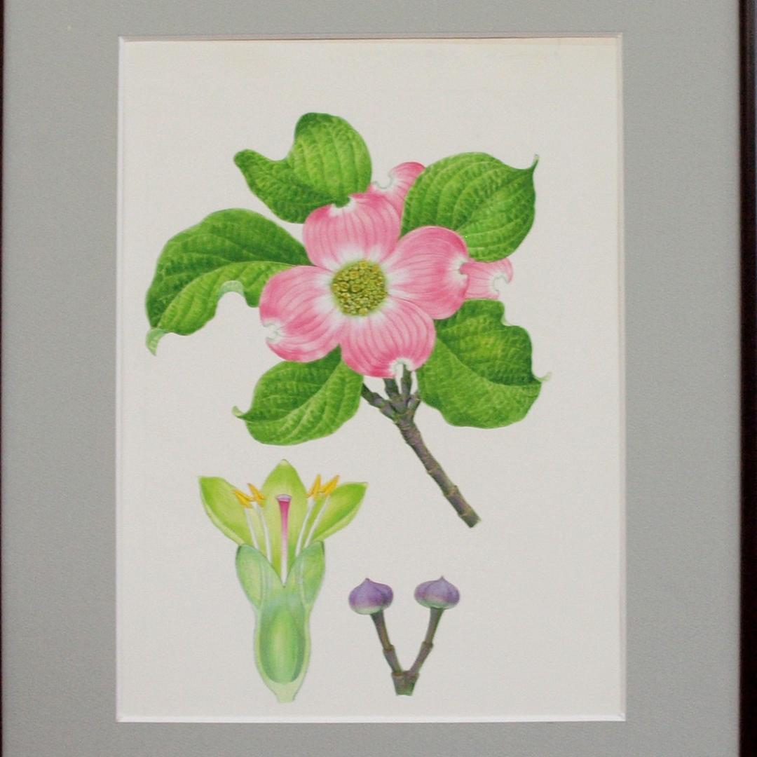 【絵画】ボタニカルアート「アメリカハナミズキ」原画