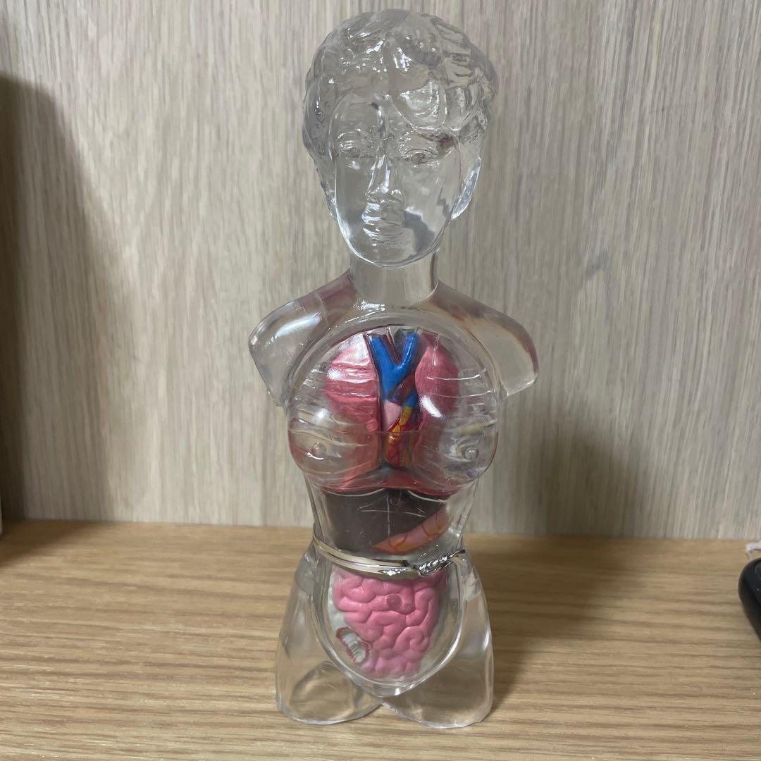 人体解剖模型 透明ボディ 内臓パーツ付き 教材用 Ln572 人体解剖模型 透明ボディ 内臓パーツ付き 教材用 Ln572 Amazon.co.jp