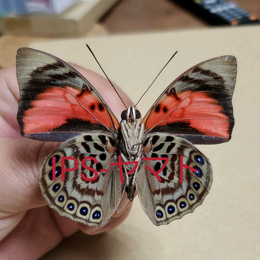 特別価格コレクションシリーズ-アグリアス-ファルキドン-ルムルティー-01