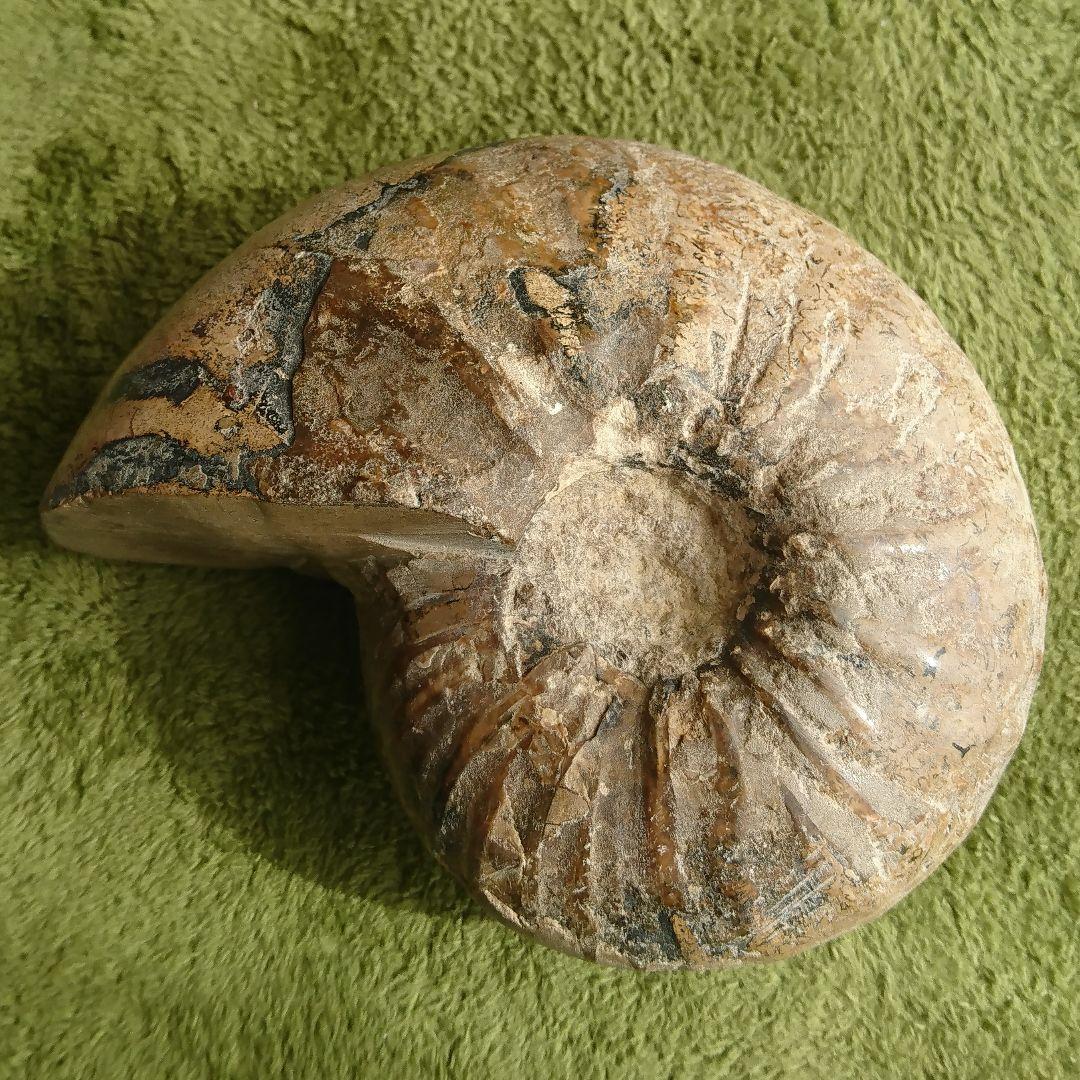 アンモナイト 化石 大きい 特大 サイズ 13.7cm 約1.2kg