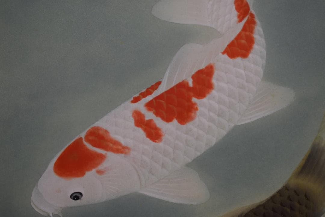 不詳/作者不詳/松鯉図/桐共太巻箱付/布袋屋掛軸HG-115