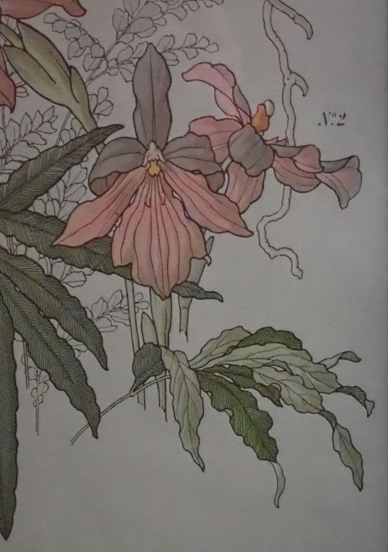 アンティークプリント○ランバート「蘭」1885年