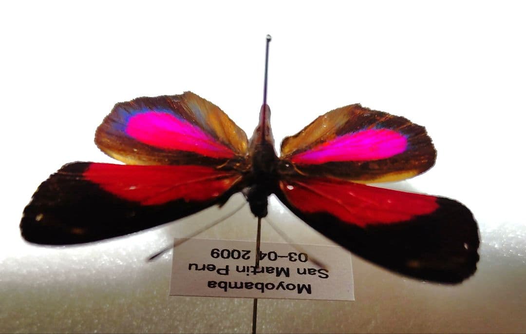 外国産蝶標本‼️翔ぶジャングルのちっちゃな宝石 幻光ベニモンウズマキ