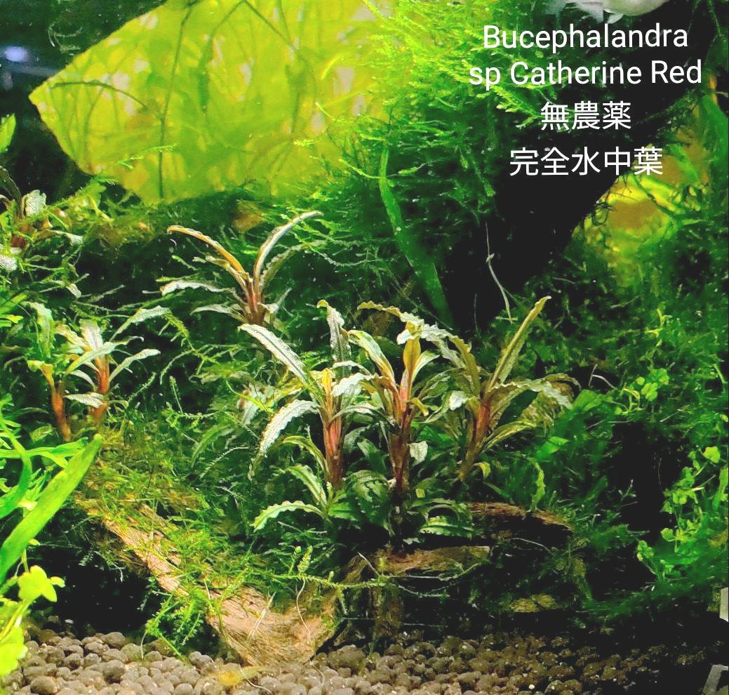 完全水中葉】 ブセファランドラ キャサリン レッド - メルカリ