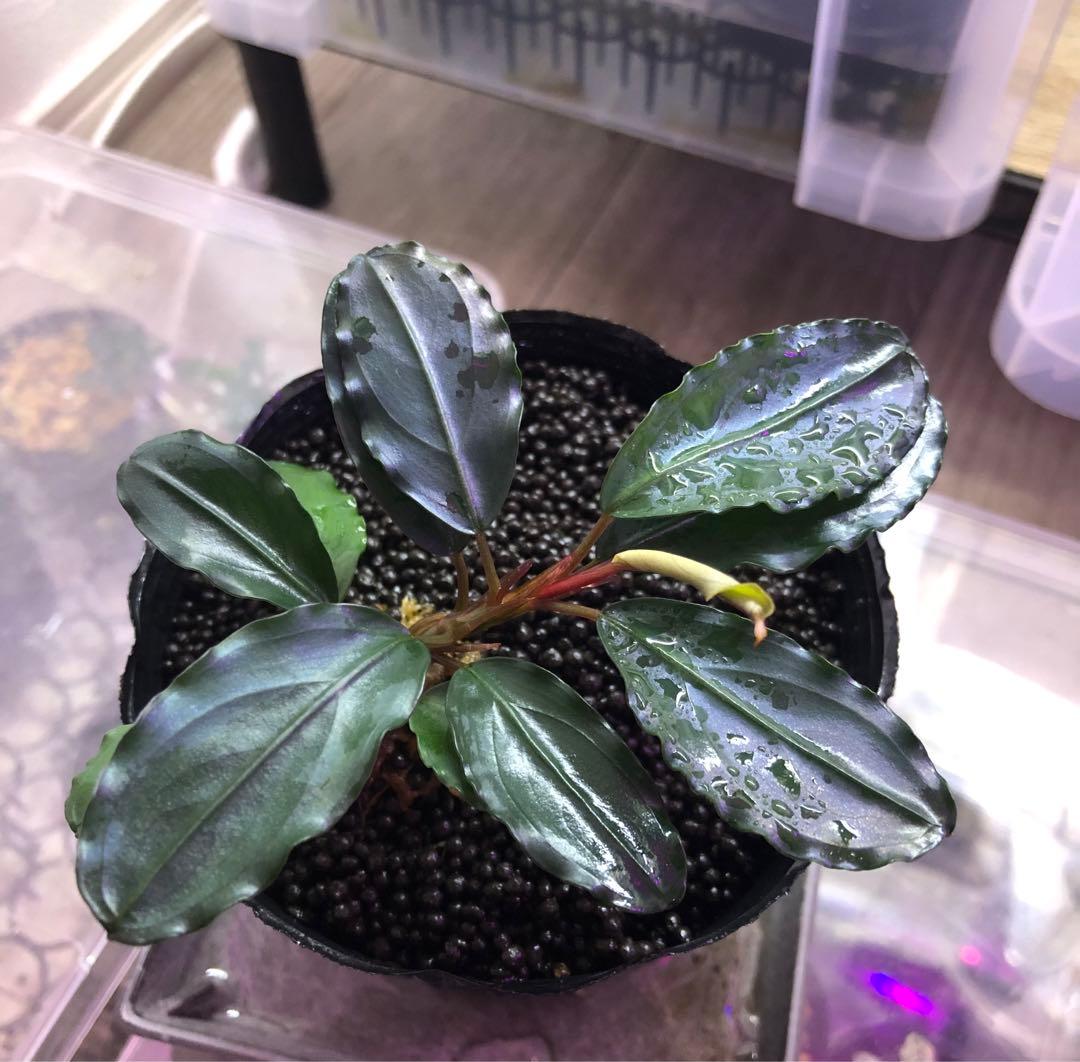 陰性水草の王様的存在【ブセファランドラ】Theia Blue 陰性水草の王様