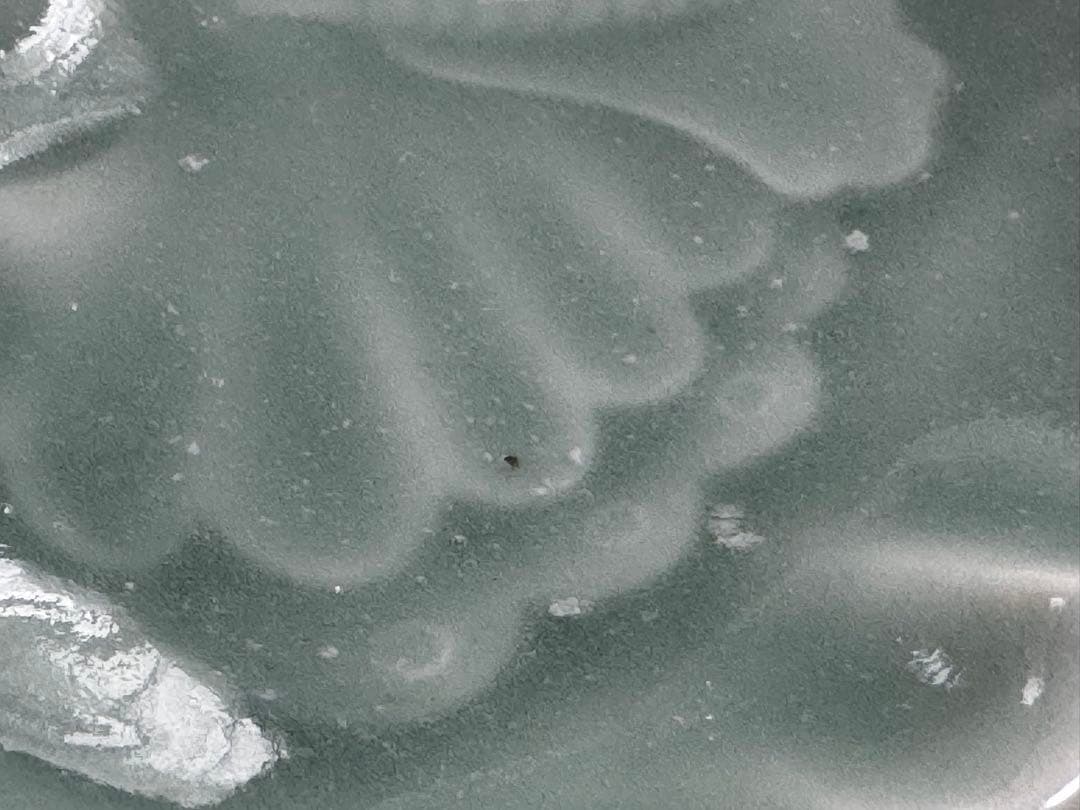 後期鍋島青磁 蝶形陽刻変形皿 平向付