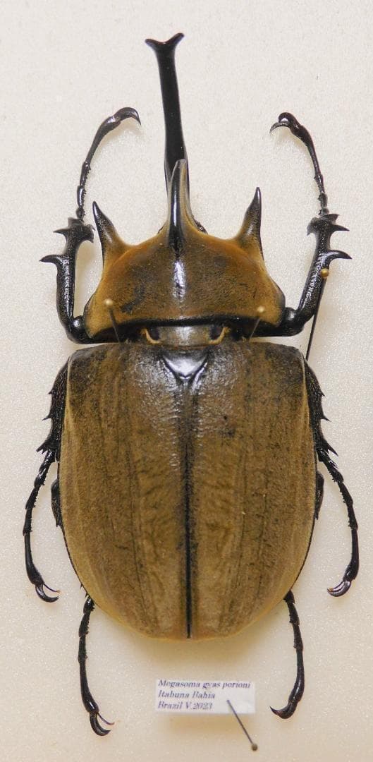 ブラジル産 ギヤスゾウカブト 94mm - メルカリ