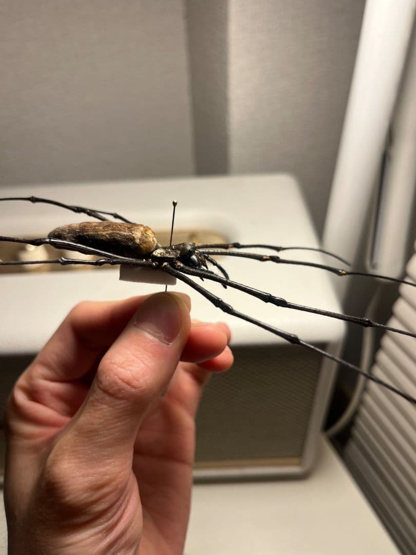 日本蜘蛛最大種】オオジョロウグモ？ 女郎蜘蛛カマキリタランチュラ