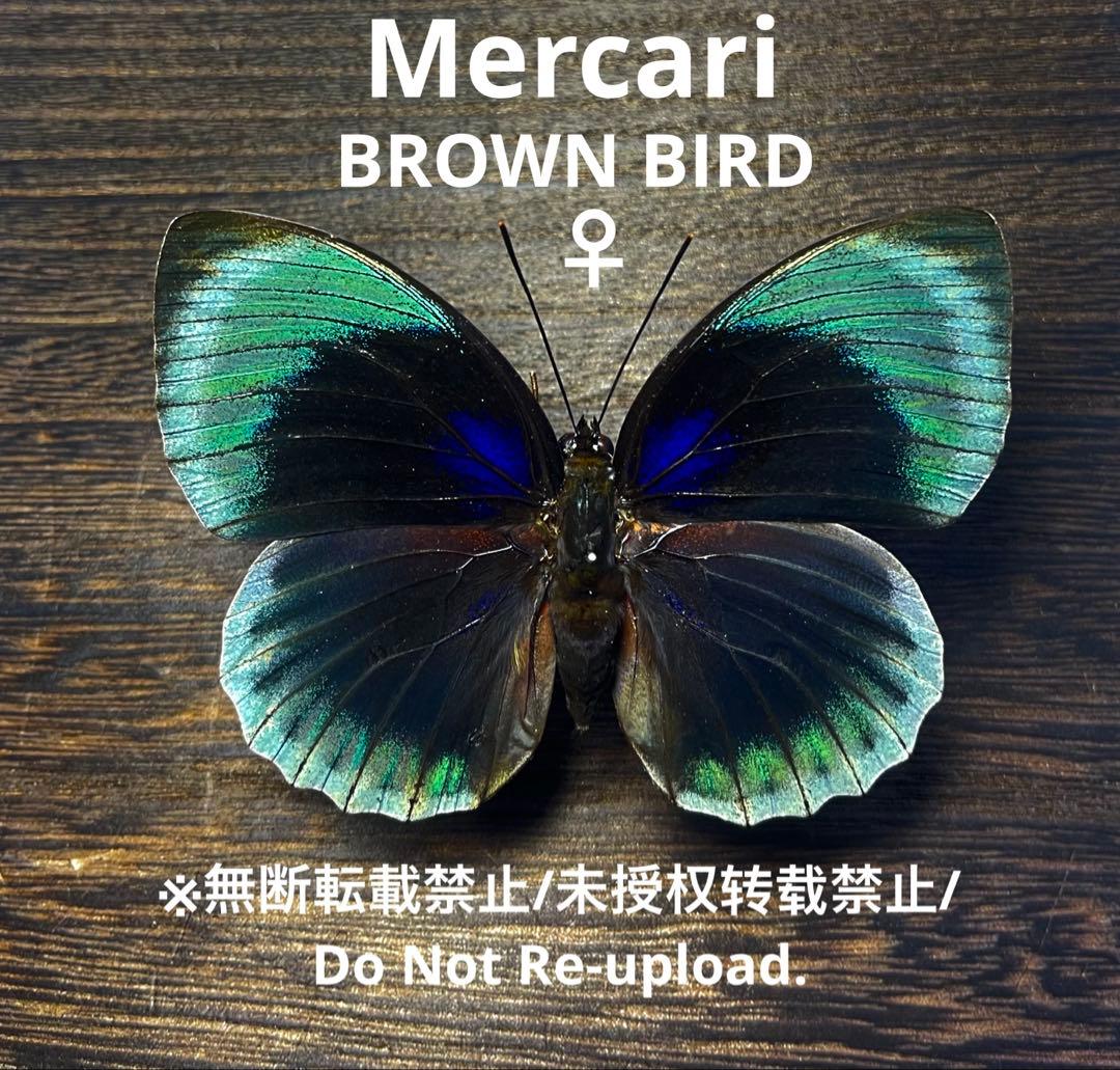 蝶標本（アグリアス類） ファルキドンミイロタテハ・フルニエルAgrias