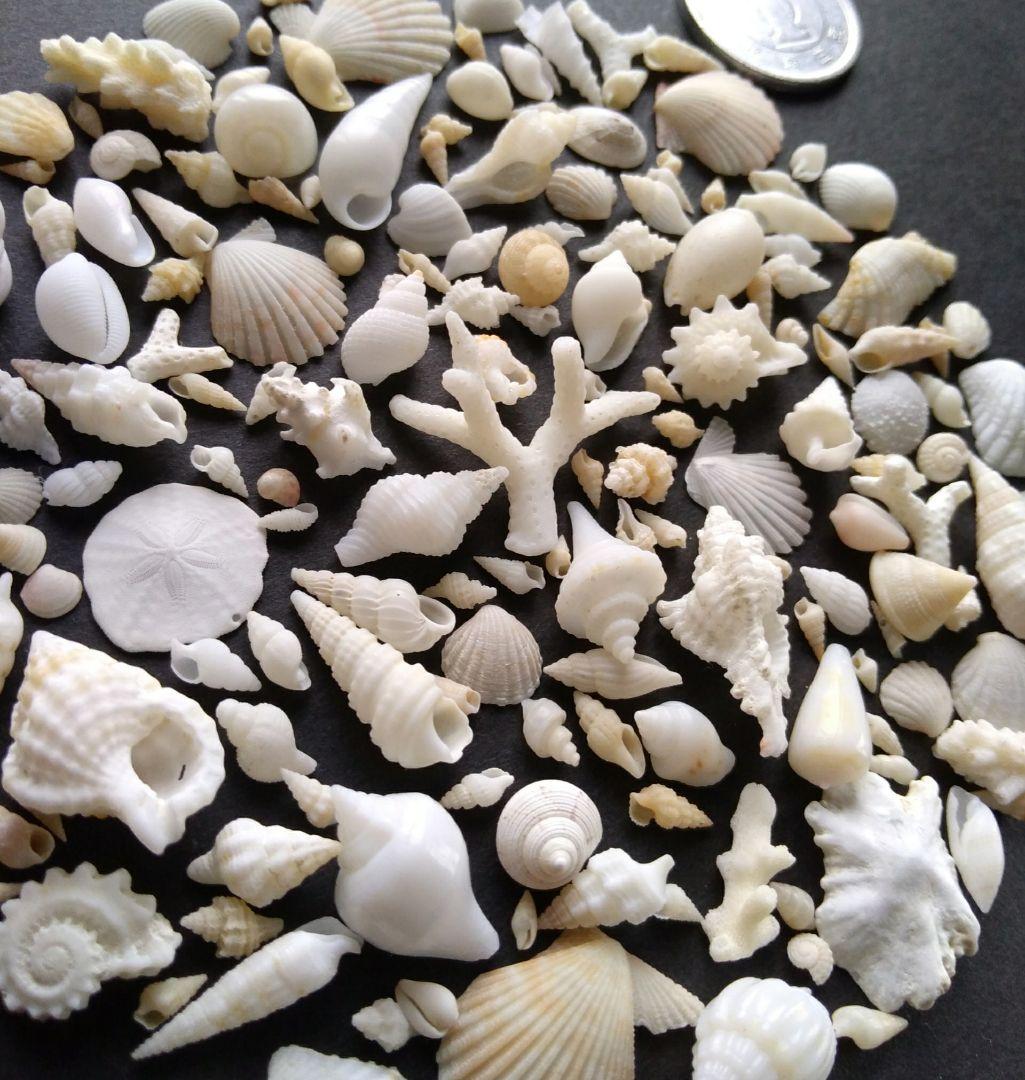 なつ様 リクエスト 10点 まとめ商品　貝殻