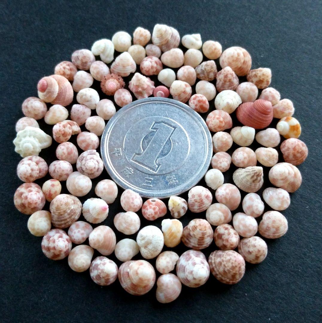 なつ様 リクエスト 10点 まとめ商品　貝殻