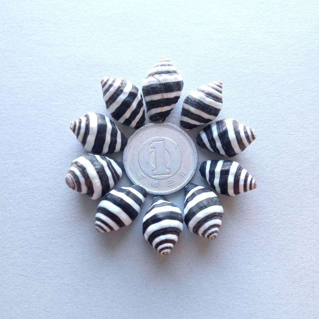 なつ様 リクエスト 10点 まとめ商品　貝殻