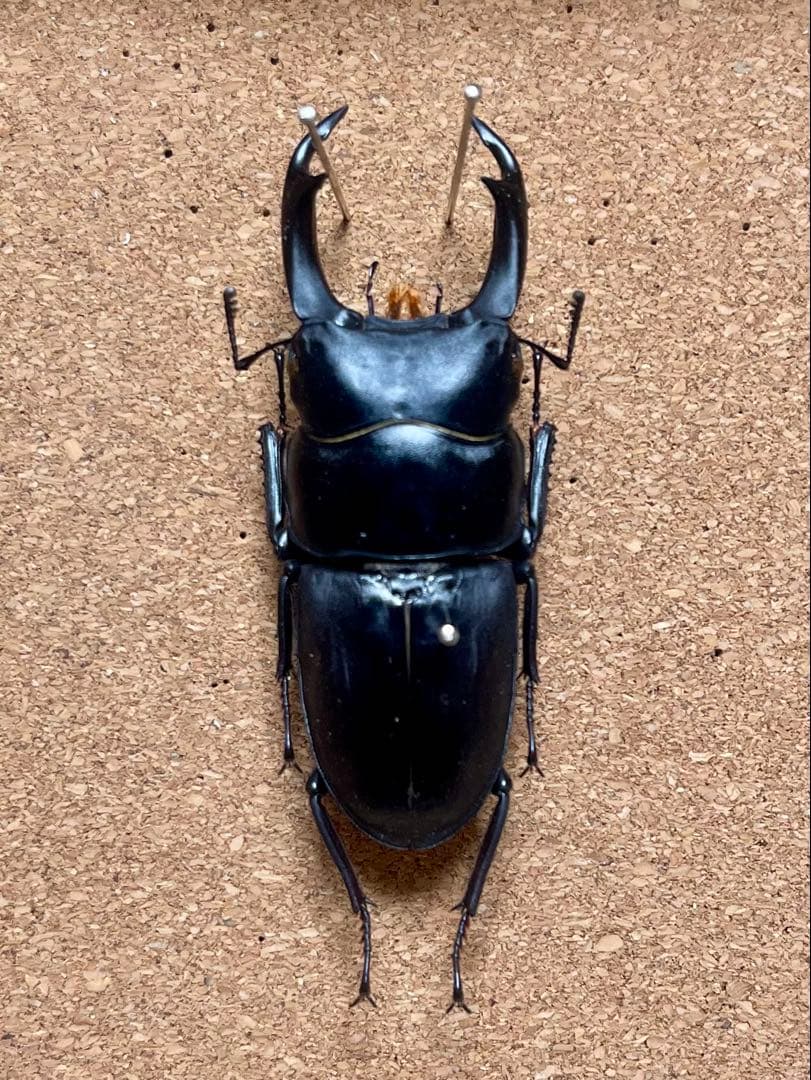 ルニフェルミヤマクワガタ野外品71mm