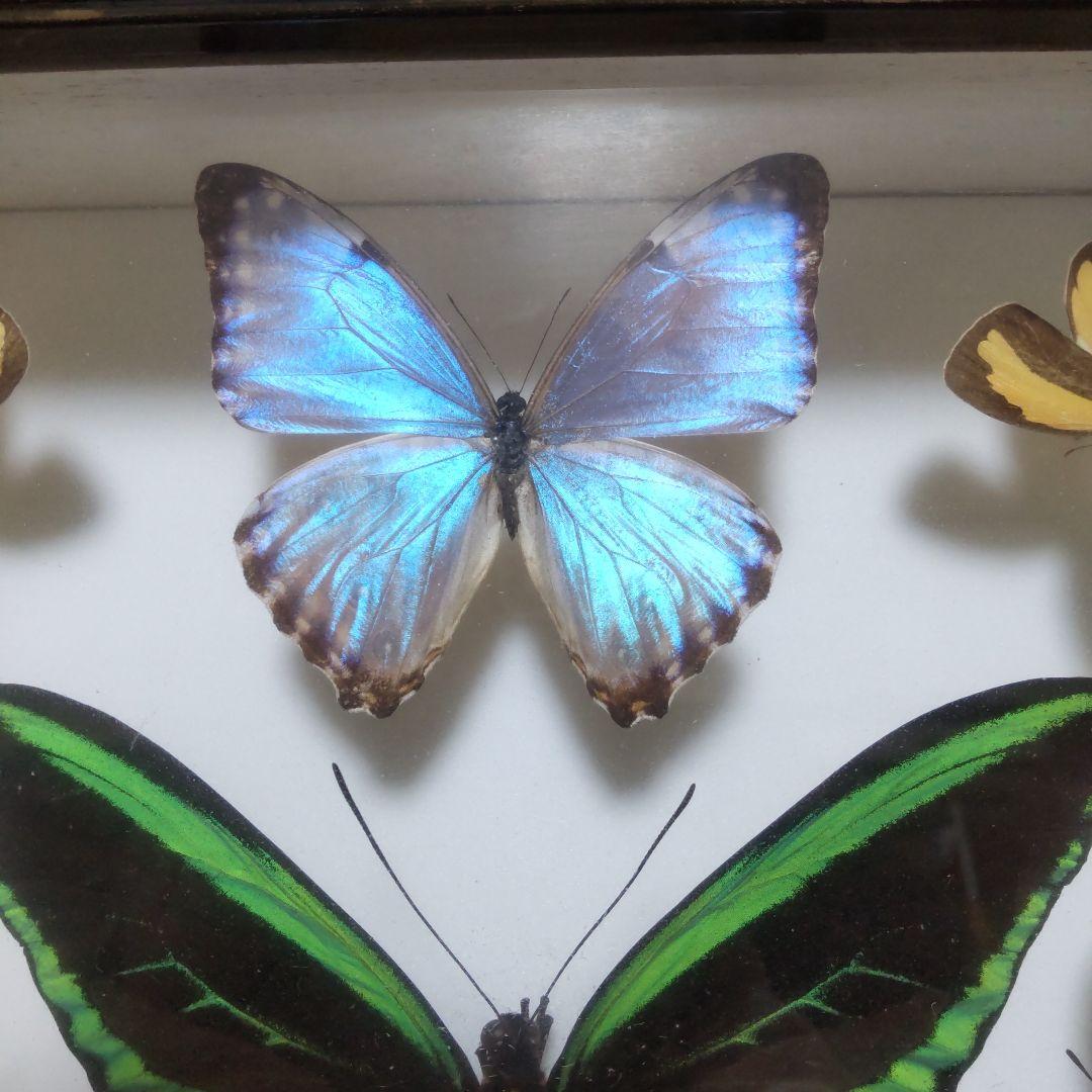 やっちゃん　メガネトリバネアゲハ　スルコウスキーモルフォ蝶　蝶の標本