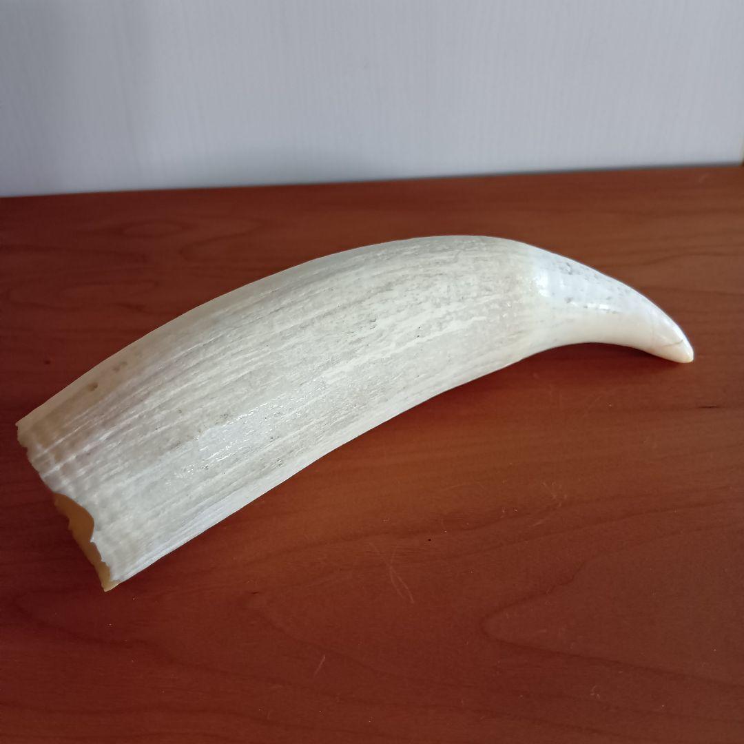 マッコウクジラ　歯　16cm　287g　印材　根付　工芸品　美品 mizuki様専用】マッコウクジラの顎骨 3160gマッコウクジラの歯 2024 彫刻