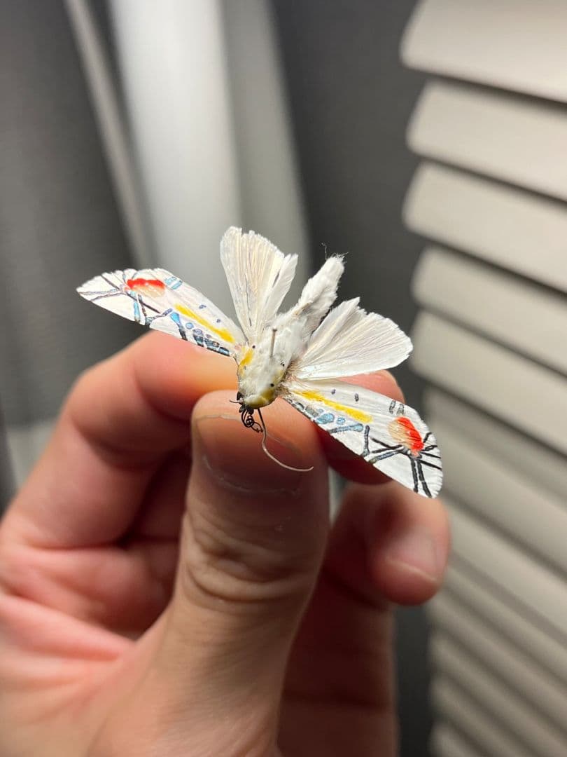 初展翅C品】ピカソモスタナバタユタカヤガ蛾ルナモスミズアオ