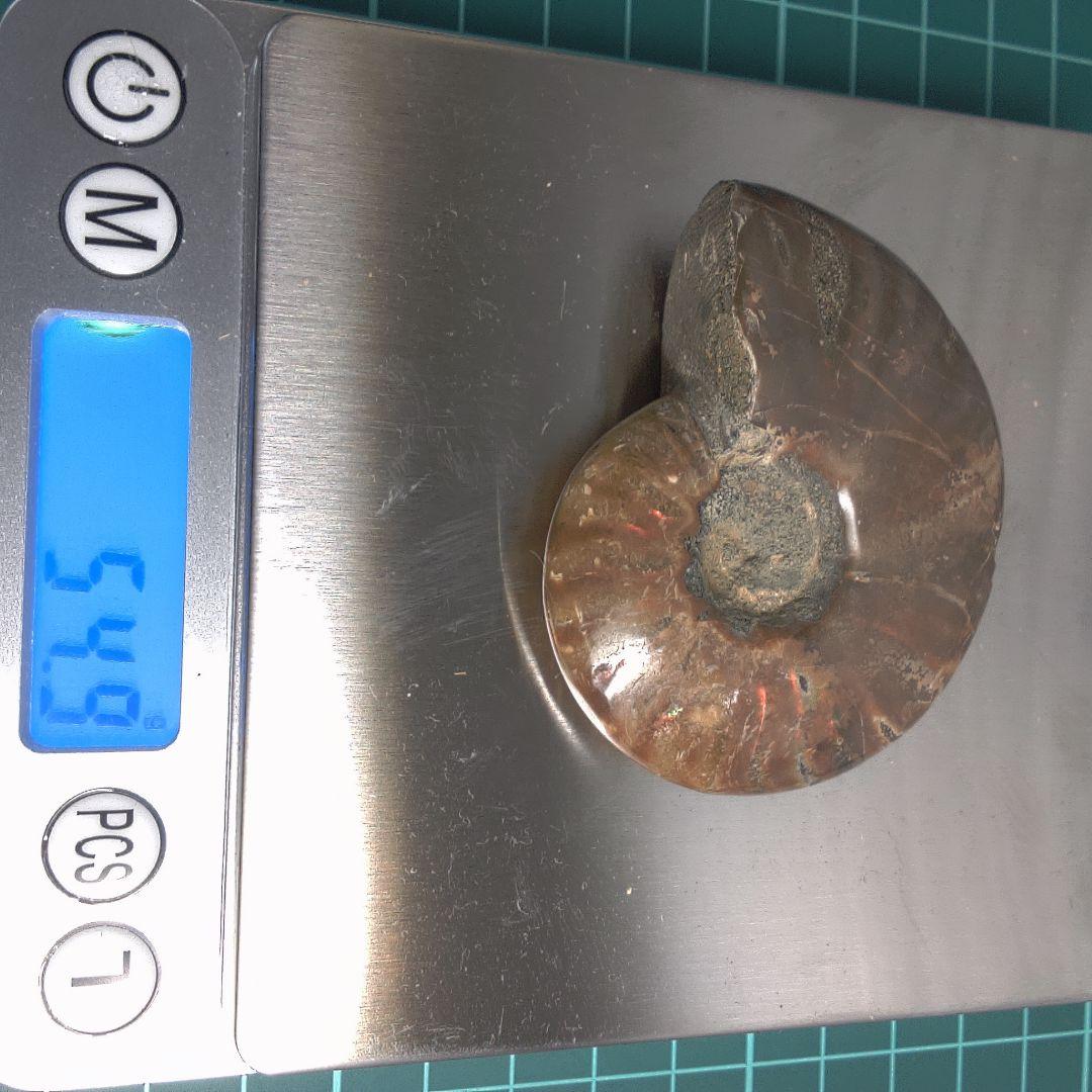 小物1 アンモナイト化石 光沢あり