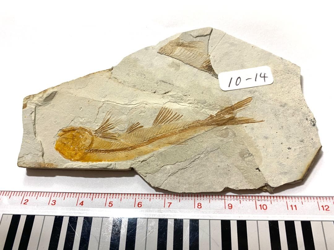 狼鰭魚（Lycoptera）化石・10-14・41g（中国産化石標本） - メルカリ