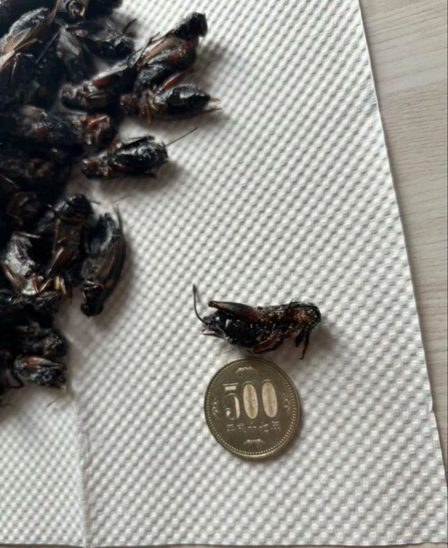 大特価⭐︎国産養殖 乾燥フタホシコオロギ 5kg