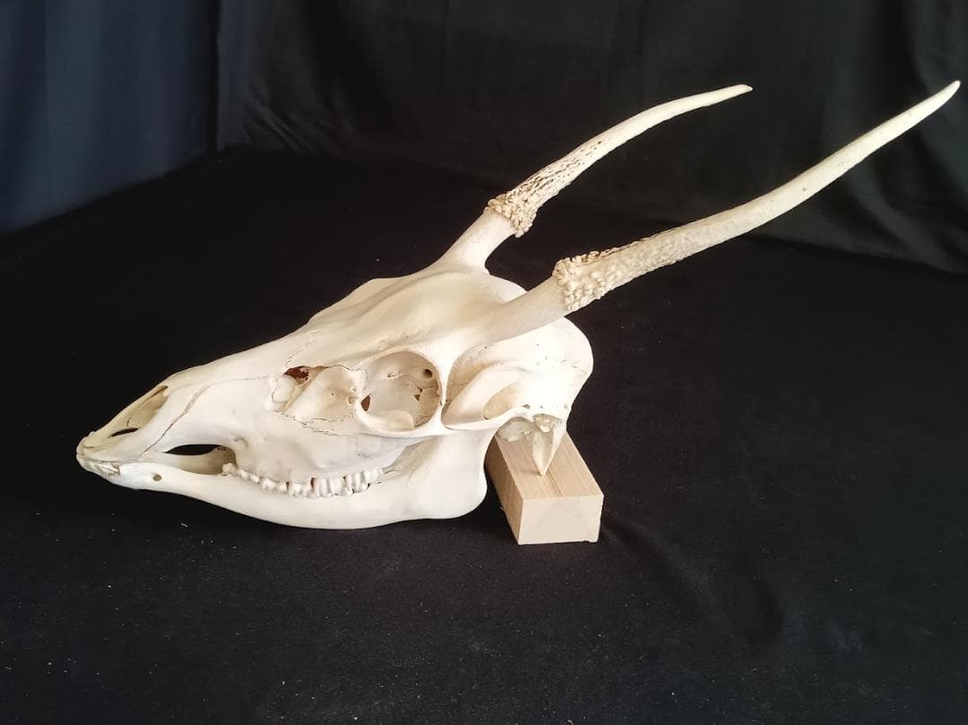 ニホンジカオス28Kg骨格標本【寛骨＋後脚＋頭骨】