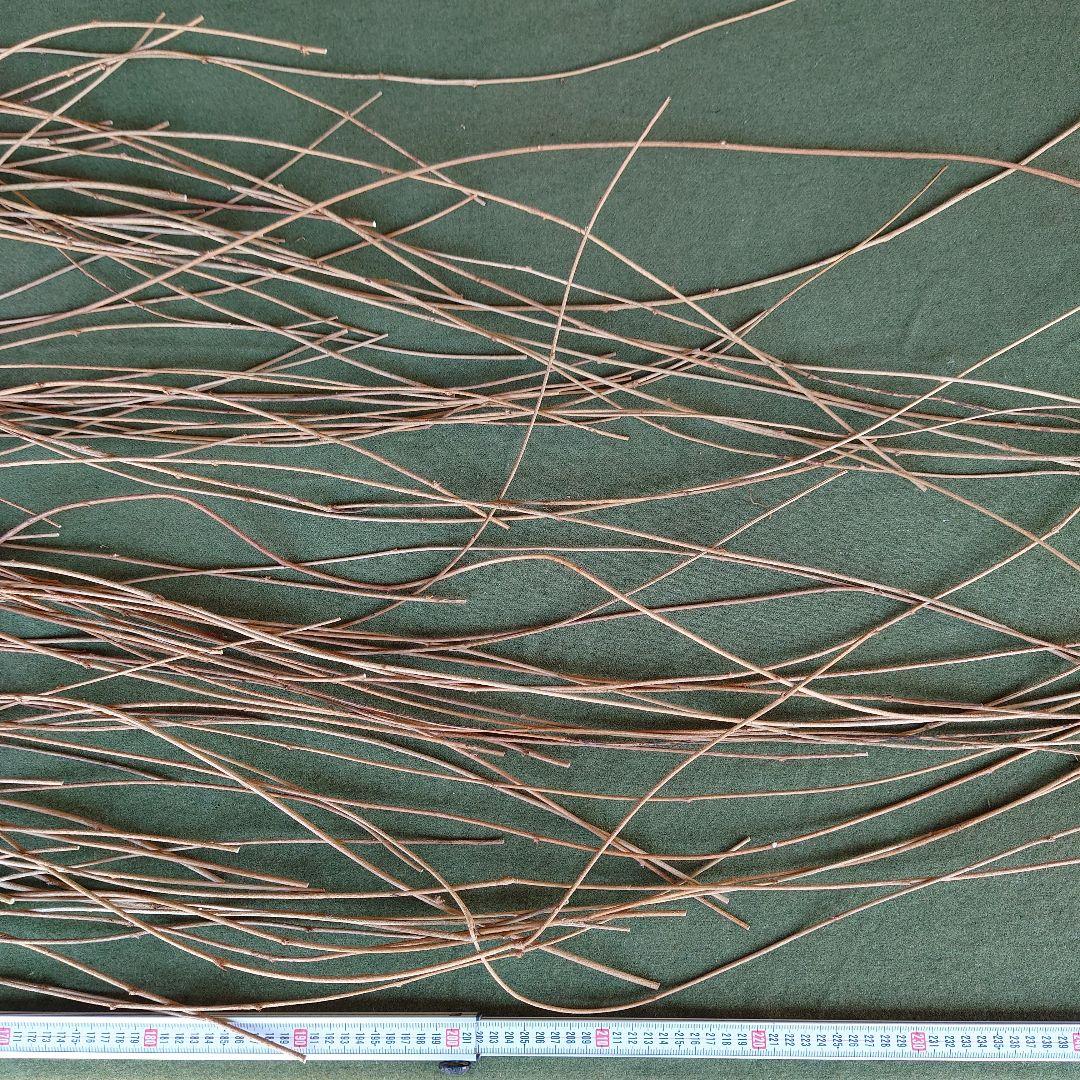 アケビの蔓（根蔓ランナー)