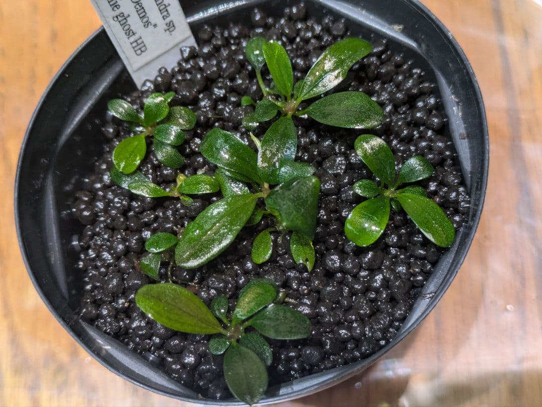 海水魚サンゴLEDライト 3個セット グラッシーレディオ RX207 DPなど